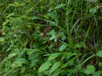 Carex flacca 27, Zeegroene zegge, Saxifraga-Ed Stikvoort