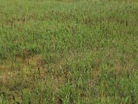 Carex flacca 30, Zeegroene zegge, Saxifraga-Hans Boll