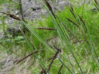 Carex flacca 34, Zeegroene zegge, Saxifraga-Rutger Barendse