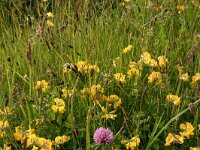 Carex flacca 7, Zeegroene zegge, Saxifraga-Hans Boll