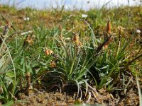 Carex flacca 8, Zeegroene zegge, Saxifraga-Ed Stikvoort