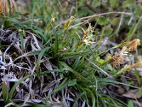 Carex halleriana 11, Saxifraga-Ed Stikvoort