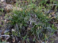 Carex halleriana 12, Saxifraga-Ed Stikvoort