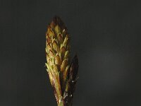 Carex halleriana 2, Saxifraga-Jan van der Straaten