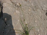 Carex halleriana 4, Saxifraga-Jasenka Topic