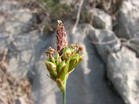 Carex halleriana 5, Saxifraga-Jasenka Topic