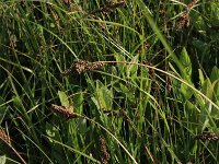 Carex hartmaniorum