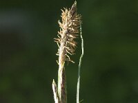 Carex hirta 18, Ruige zegge, Saxifraga-Jan van der Straaten