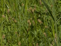 Carex hirta 19, Ruige zegge, Saxifraga-Jan van der Straaten