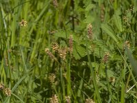 Carex hirta 20, Ruige zegge, Saxifraga-Jan van der Straaten