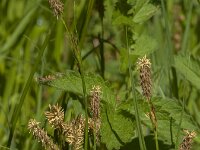 Carex hirta 21, Ruige zegge, Saxifraga-Jan van der Straaten