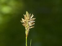 Carex hirta 22, Ruige zegge, Saxifraga-Jan van der Straaten