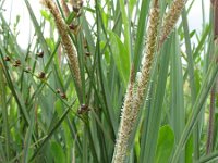 Carex hispida 4, Saxifraga-Rutger Barendse