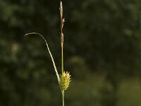 Carex hostiana, Tawny Sedge