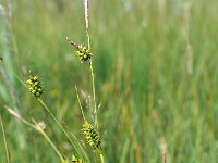 Carex hostiana 16, Blonde zegge, Saxifraga-Mark Zekhuis