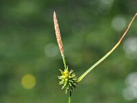 Carex hostiana 17, Blonde zegge, Saxifraga-Hans Dekker