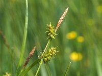 Carex hostiana 18, Blonde zegge, Saxifraga-Hans Dekker