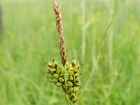 Carex hostiana 19, Blonde zegge, Saxifraga-Rutger Barendse
