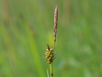 Carex hostiana 24, Blonde zegge, Saxifraga-Jeroen Willemsen