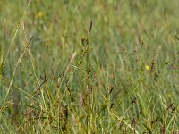 Carex hostiana 5, Blonde zegge, Saxifraga-Mark Zekhuis