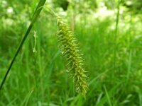 Carex laevigata