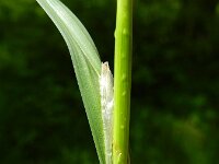 Carex laevigata 2, Gladde zegge, Saxifraga-Rutger Barendse