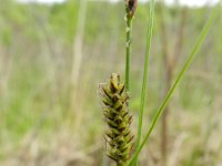 Carex lasiocarpa 10, Draadzegge, Saxifraga-Rutger Barendse