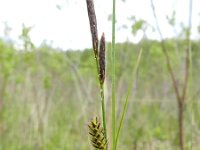 Carex lasiocarpa 12, Draadzegge, Saxifraga-Rutger Barendse