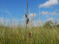 Carex lasiocarpa 13, Draadzegge, Saxifraga-Ed Stikvoort : Halsters Laag s9900
