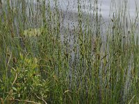 Carex lasiocarpa 22, Draadzegge, Saxifraga-Hans Boll