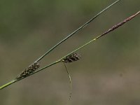 Carex lasiocarpa 3, Draadzegge, Saxifraga-Peter Meininger