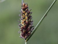 Carex lasiocarpa 4, Draadzegge, Saxifraga-Peter Meininger