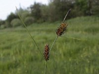 Carex lasiocarpa 5, Draadzegge, Saxifraga-Peter Meininger