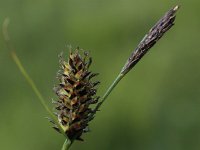 Carex lasiocarpa 6, Draadzegge, Saxifraga-Peter Meininger