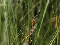 Carex lasiocarpa 7, Draadzegge, Saxifraga-Peter Meininger