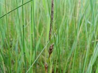 Carex lasiocarpa 9, Draadzegge, Saxifraga-Rutger Barendse