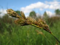 Carex leporina, Eggbract Sedge