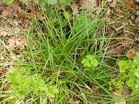 Carex leporina 10, Hazenzegge, Saxifraga-Rutger Barendse