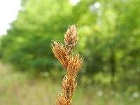 Carex leporina 12, Hazenzegge, Saxifraga-Rutger Barendse
