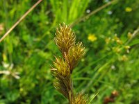 Carex leporina 2, Hazenzegge, Saxifraga-Rutger Barendse