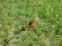 Carex leporina 3, Hazenzegge, Saxifraga-Jasenka Topic