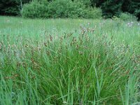 Carex leporina 4, Hazenzegge, Saxifraga-Jasenka Topic