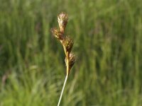 Carex leporina 6, Hazenzegge, Saxifraga-Peter Meininger