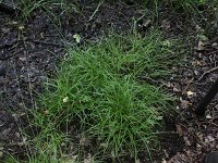 Carex leporina 7, Hazenzegge, Saxifraga-Peter Meininger