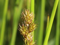 Carex leporina 8, Hazenzegge, Saxifraga-Rutger Barendse