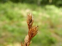 Carex leporina 9, Hazenzegge, Saxifraga-Rutger Barendse