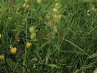 Carex ligerica