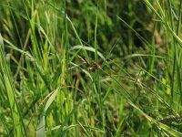 Carex colchica 2, Rivierduinzegge, Saxifraga-Hans Boll