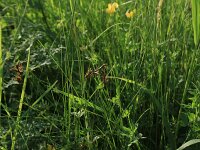 Carex colchica 3, Rivierduinzegge, Saxifraga-Hans Boll