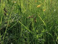 Carex colchica 5, Rivierduinzegge, Saxifraga-Hans Boll